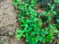 Shrub with white flowers still buds