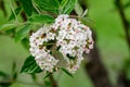 Shrub with white flowers of Viburnum opulus plant, known as guelder rose, water elder, cramp bark, snowball tree and European cran Royalty Free Stock Photo