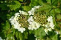 Shrub with white flowers of Viburnum opulus plant, known as guelder rose, water elder, cramp bark, snowball tree and European cran Royalty Free Stock Photo