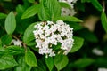 Shrub with white flowers of Viburnum opulus plant, known as guelder rose, water elder, cramp bark, snowball tree and European cran Royalty Free Stock Photo