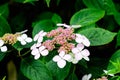 Shrub with white flowers of Viburnum opulus plant, known as guelder rose, water elder, cramp bark, snowball tree and European cran Royalty Free Stock Photo