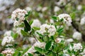 Shrub with white flowers of Viburnum opulus plant, known as guelder rose, water elder, cramp bark, snowball tree and European cran Royalty Free Stock Photo