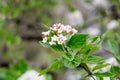 Shrub with white flowers of Viburnum opulus plant, known as guelder rose, water elder, cramp bark, snowball tree and European cran Royalty Free Stock Photo