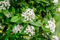 Shrub with white flowers of Viburnum opulus plant, known as guelder rose, water elder, cramp bark, snowball tree and European cran Royalty Free Stock Photo