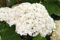 Shrub with white lush flowers - hydrangea. To park, garden Royalty Free Stock Photo