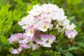 Shrub of wild roses in summer