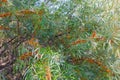 Shrub of wild sea buckthorn with ripe berries, selective focus Royalty Free Stock Photo
