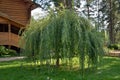 Shrub willows on a green lawn Royalty Free Stock Photo