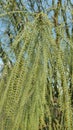 Shrubb with abundance of fine hanging branches