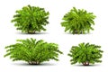 Shrubbery, 3d isometric bushes on white vector set Royalty Free Stock Photo