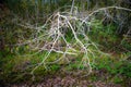 Shrubbery with dead tree