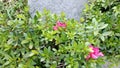 Shrubbery plants with green leaves