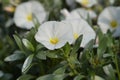 Shrubby bindweed Royalty Free Stock Photo