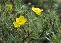 Shrubby Cinquefoil