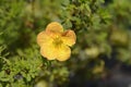 Shrubby Cinquefoil Bella Sol Royalty Free Stock Photo