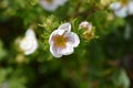 Shrubby Cinquefoil Blink