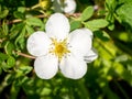 Shrubby cinquefoil, Dasiphora fruticosa syn Potentilla fruticosa Abbotswood, close up of white flower in spring, Netherlands Royalty Free Stock Photo