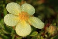 Shrubby Cinquefoil flower Royalty Free Stock Photo