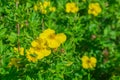 Shrubby cinquefoil Goldstar flower - Latin name - Dasiphora fruticosa Goldstar