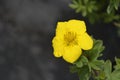 Shrubby cinquefoil Goldstar