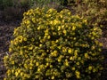 Shrubby cinquefoil Pentaphylloides fruticosa `Dart`s Golddigger` is a compact, deciduous shrub with pinnate leaves and saucer Royalty Free Stock Photo