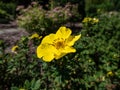 Shrubby cinquefoil Pentaphylloides fruticosa `Dart`s Golddigger` is a compact, deciduous shrub with pinnate leaves and saucer Royalty Free Stock Photo