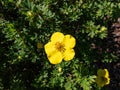 Shrubby cinquefoil Pentaphylloides fruticosa `Dart`s Golddigger` is a compact, deciduous shrub with pinnate leaves and saucer Royalty Free Stock Photo