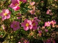 Shrubby cinquefoil Pentaphylloides fruticosa `Lovely pink` is a bushy deciduous shrub with small, pinnate leaves and deep pink