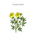 Shrubby cinquefoil plant