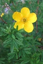 Shrubby Cinquefoil (Potentilla fruticosa) Royalty Free Stock Photo