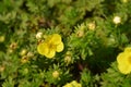 Shrubby Cinquefoil Sommerflor