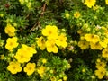 Shrubby cinquefoil Tundra rose Golden hardhack Dasiphora fruticosa flowers on shrub, macro, selective focus, shallow DOF