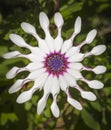 Shrubby daisybush also called trailing African daisy Royalty Free Stock Photo
