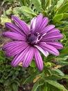 Shrubby daisybush flowers isolated photos Royalty Free Stock Photo