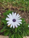 Shrubby daisybush flowers isolated photos Royalty Free Stock Photo