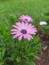 Shrubby daisybush flowers isolated photos Royalty Free Stock Photo