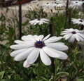 Shrubby daisybush Royalty Free Stock Photo