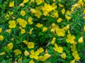 Shrubby evening primrose . Yellow evening primrose flowers in a garden Royalty Free Stock Photo