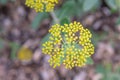 Shrubby hareâs-ear Bupleurum fruticosum, yellow flower top view Royalty Free Stock Photo