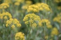 Shrubby hareâs-ear Bupleurum fruticosum, yellow flowering plant Royalty Free Stock Photo