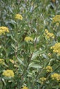 Shrubby hareâs-ear Bupleurum fruticosum, yellow flowers Royalty Free Stock Photo