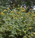Jerusalem sage Phlomis fruticosa, golden yellow flowering plant