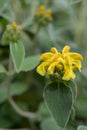 Jerusalem sage Phlomis fruticosa, golden yellow flowers in close-up Royalty Free Stock Photo