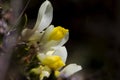 Shrubby Milkwort, Polygala chamaebuxus Royalty Free Stock Photo