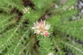 Shrubby Rhodiola, Rhodiola dumulosa Album, flower Royalty Free Stock Photo