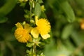 Shrubby st. john s wort Hypericum prolificum Royalty Free Stock Photo