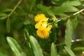 Shrubby st. john s wort Hypericum prolificum Royalty Free Stock Photo