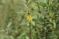 Shrubby yellowcrest Royalty Free Stock Photo