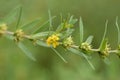 Shrubby yellowcrest Royalty Free Stock Photo