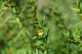 Shrubby yellowcrest Royalty Free Stock Photo